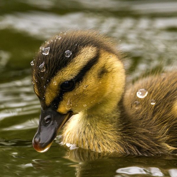 与“丑小鸭”齐飞
