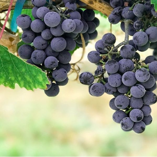 Fruitfulness in Ministry