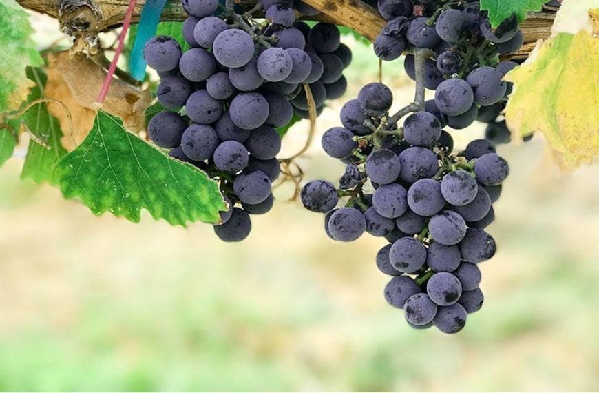 Fruitfulness in Ministry