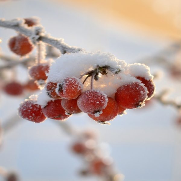 朱義熙牧師及師母感恩代祷信