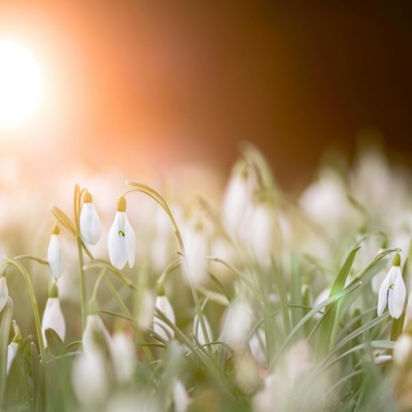 新年的期待 生命的蛻變