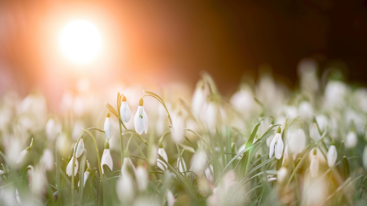 新年的期待 生命的蛻變